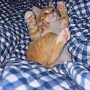 Lola joined the competition — help win amazing prizes! kitten, cat, orange_cat, white_fur, paw, pink_paw_pad, blue_and_white_blanket, checkered_pattern, bed, cozy, cute, pet, animal, indoor, feline, resting, playful, soft, young_cat, fur