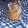 kitten, cat, orange_cat, white_fur, paw, pink_paw_pad, blue_and_white_blanket, checkered_pattern, bed, cozy, cute, pet, animal, indoor, feline, resting, playful, soft, young_cat, fur