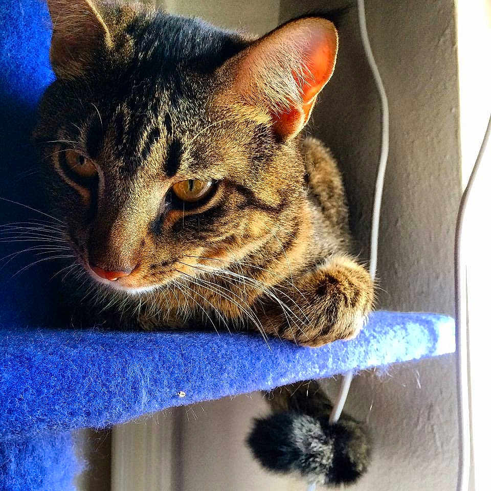 Jasper