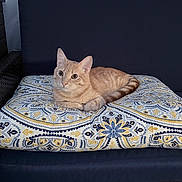 Bean is registered to the contest to win money with this photo: alert, animal, blue, brown, cat, chair, cushion, ears, feline, furniture, ginger_cat, indoor, lying_down, orange_tabby, patterned_fabric, pet, portrait, sitting, whiskers, yellow
