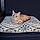 Bean