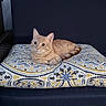 alert, animal, blue, brown, cat, chair, cushion, ears, feline, furniture, ginger_cat, indoor, lying_down, orange_tabby, patterned_fabric, pet, portrait, sitting, whiskers, yellow
