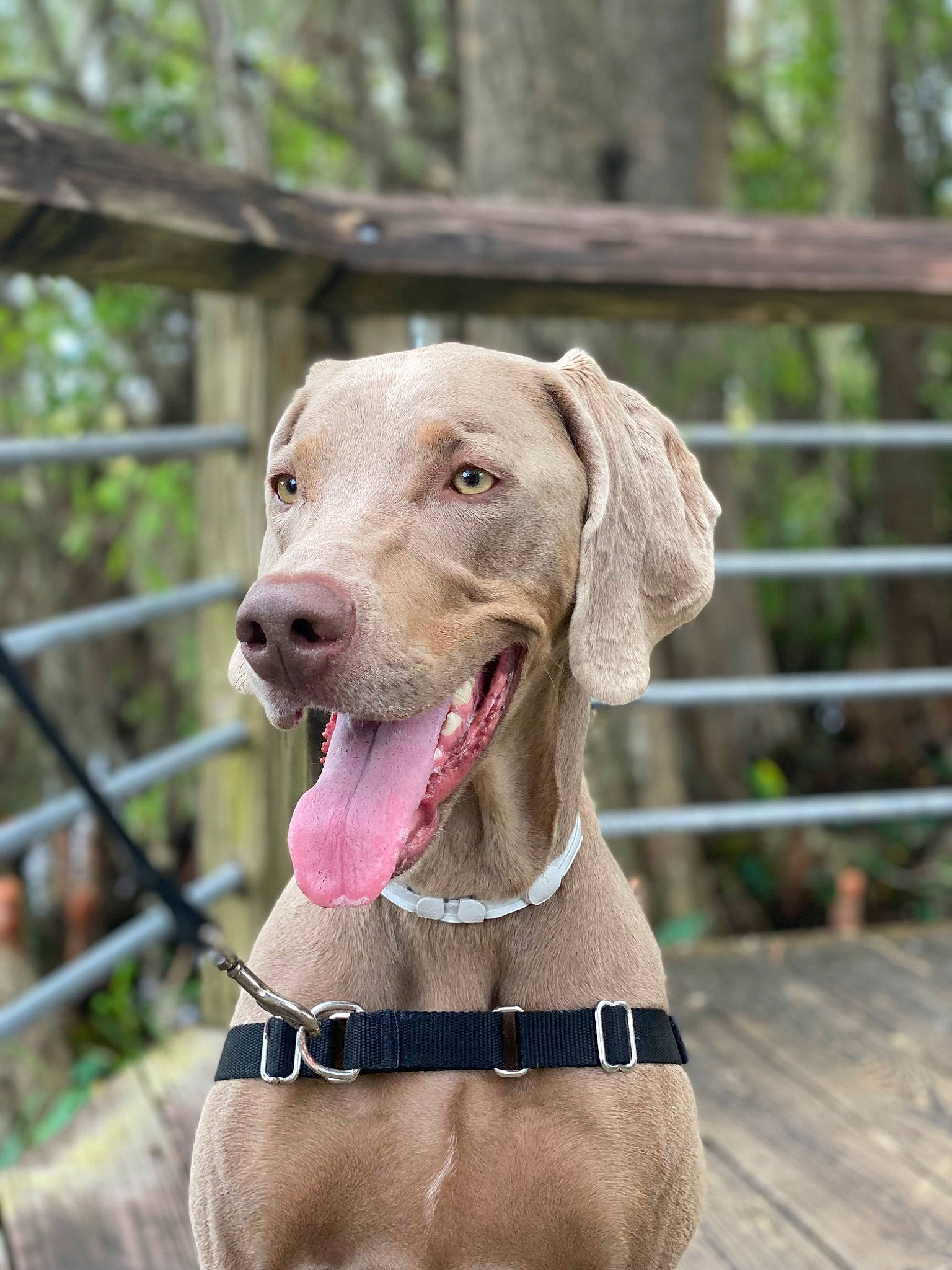 Luna joined the competition — help win amazing prizes! canidae, carnivore, collar, companion_dog, dog, dog_breed, dog_collar, dog_supply, fashion_accessory, fawn, fence, gun_dog, leash, liver, pet_supply, plant, snout, sporting_group, whiskers, working_animal