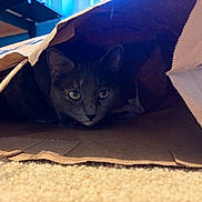 Buffy joined the competition — help win amazing prizes! cat, grey_cat, paper_bag, cardboard, carpet, indoor, hiding, peekaboo, whiskers, ears, eyes, close_up, portrait, cozy, shadow, floor, texture, laundry_basket, curious, pet