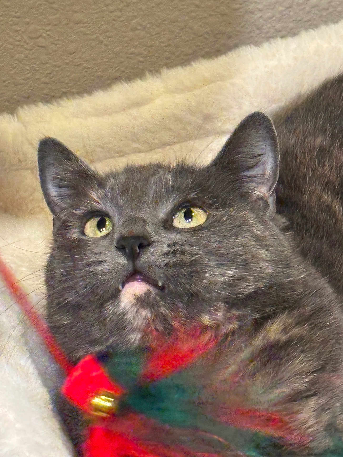 Buffy joined the competition — help win amazing prizes! cat, feline, pet, close_up, portrait, grey_fur, tortoiseshell, whiskers, ears, yellow_eyes, black_nose, mouth, fang, toy, feather, bed, blanket, cozy, indoor, curious