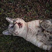 Nala joined the competition — help win amazing prizes! animal, blue_eyes, cat, close_up, cute, daylight, ears, expression, feline, fur, grass, lying_down, mammal, mouth_open, nature, outdoor, pet, playful, surprised, whiskers