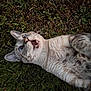 animal, blue_eyes, cat, close_up, cute, daylight, ears, expression, feline, fur, grass, lying_down, mammal, mouth_open, nature, outdoor, pet, playful, surprised, whiskers