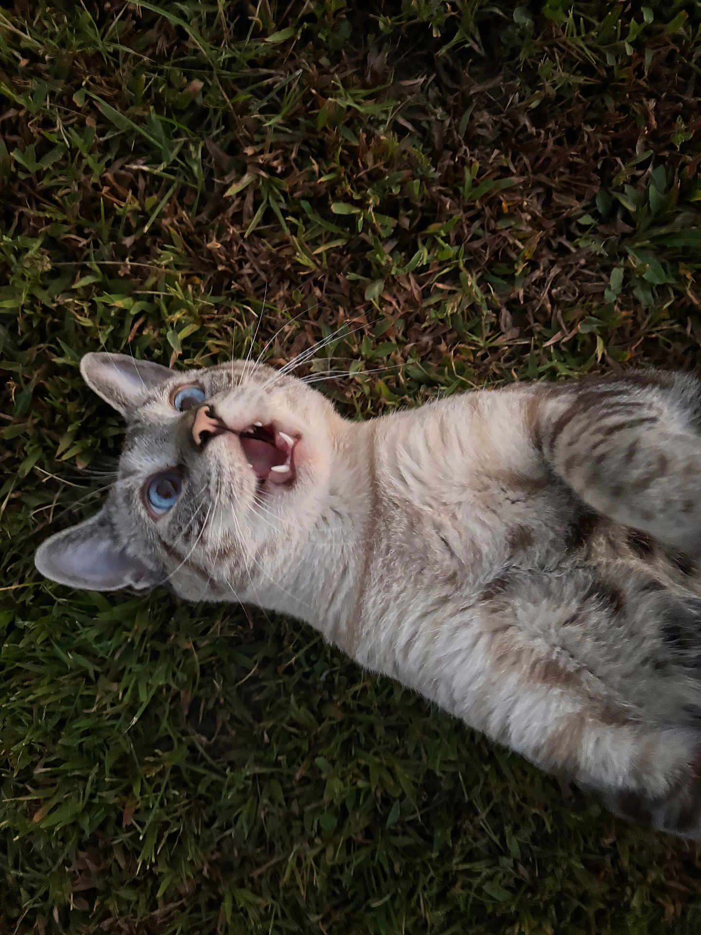Nala