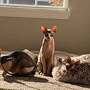 Freddie joined the competition — help win amazing prizes! animal, carpet, cat, cozy, curious, ears, feline, fluffy_bed, hairless_cat, indoor, looking, pet, relaxing, resting, shadow, sphynx_cat, sunlight, three_animals, window, wrinkles