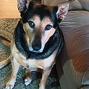 Rocky is registered to the contest to win money with this photo: dog, pet, indoor, couch, rug, animal, ears, bed, floor, furniture, living_room, brown, black, tan, domestic_animal, canine, companion, resting, carpet, home