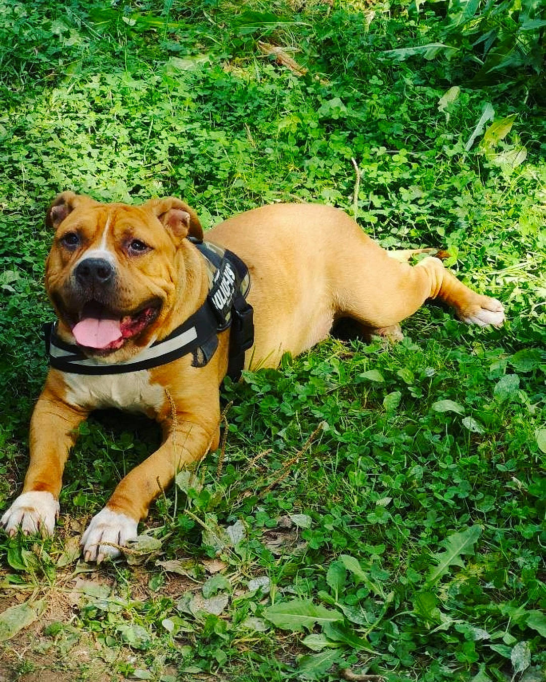 Ilko a rejoint le concours — aidez-le/la à gagner de superbes lots ! adventure, american_pit_bull_terrier, american_staffordshire_terrier, boerboel, bulldog, canidae, carnivore, companion_dog, dog, dog_breed, fawn, grass, mammal, molosser, non_sporting_group, olde_english_bulldogge, perro_de_presa_mallorquin, rare_breed_dog, staffordshire_bull_terrier, vertebrate