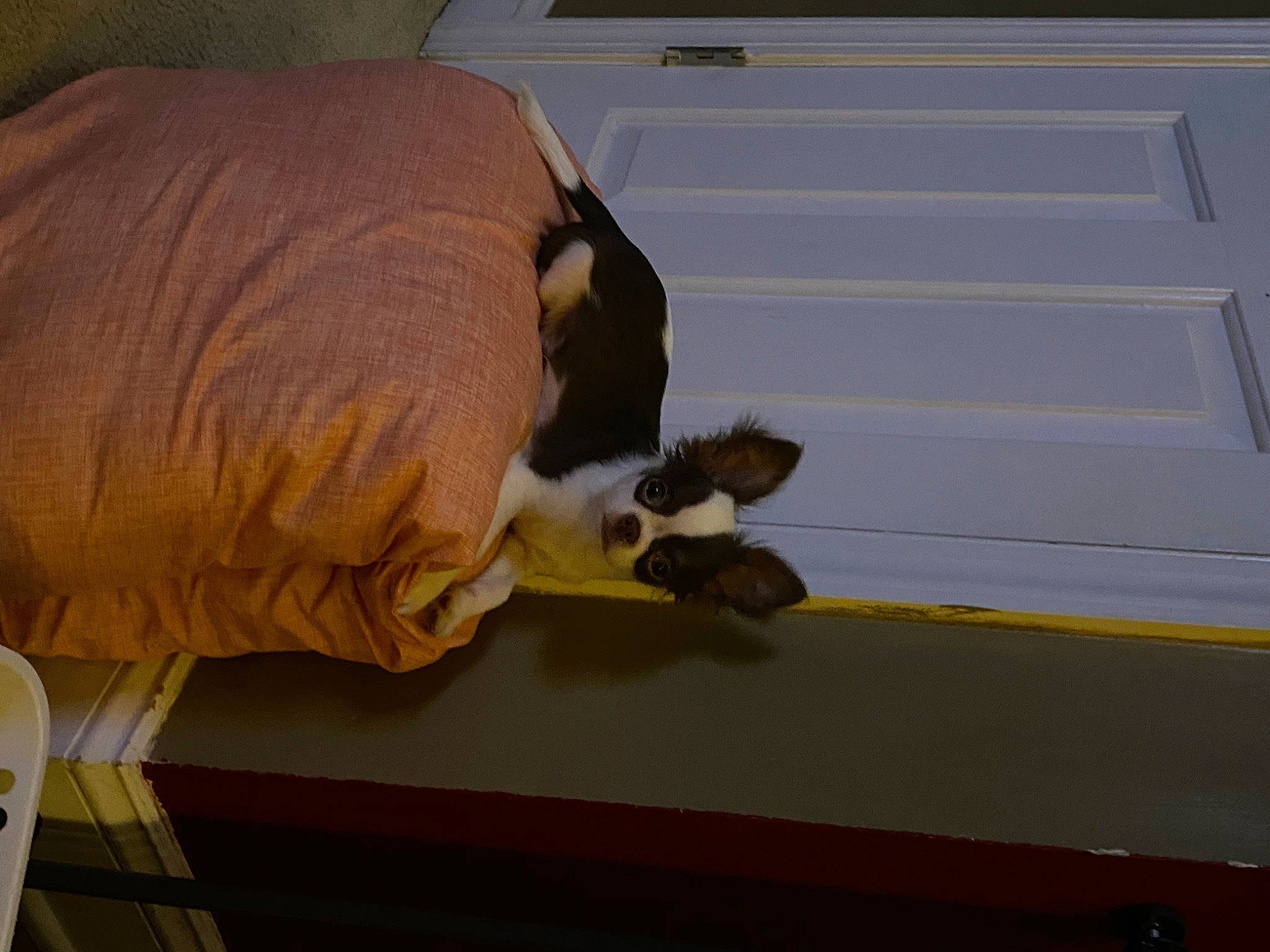 Gizmo is registered to the contest to win money with this photo: boston_terrier, cat, non_sporting_group