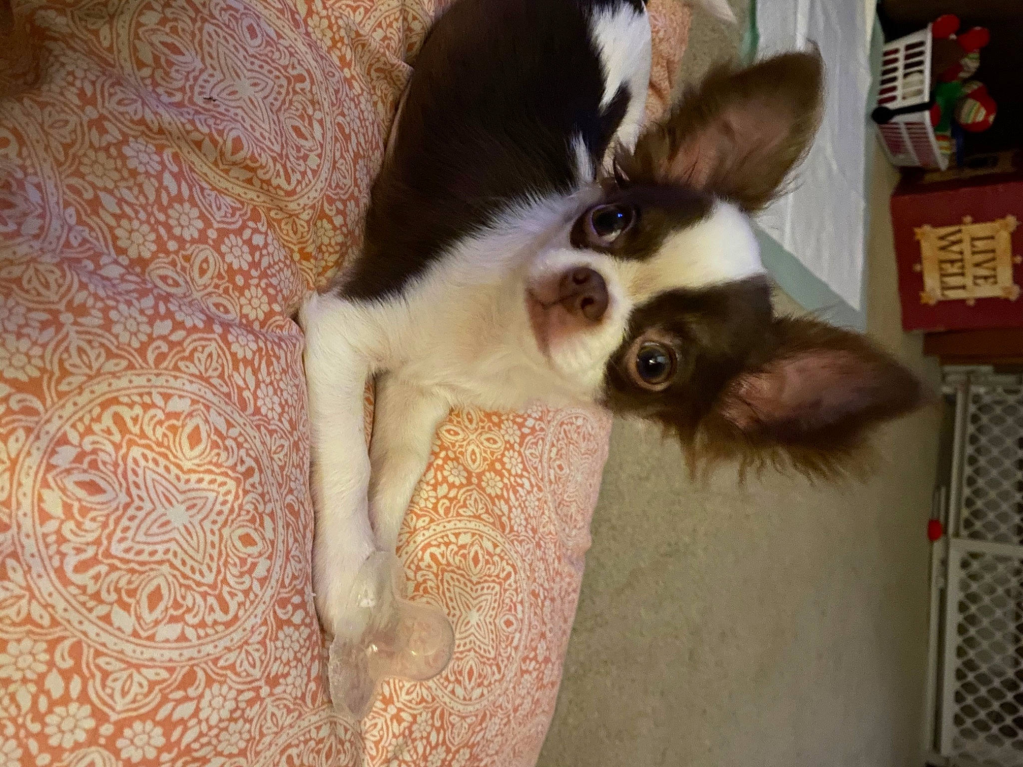 Gizmo is registered to the contest to win money with this photo: canidae, carnivore, companion_dog, dog, dog_breed, ear, fawn, mammal, puppy, sporting_group, tail, vertebrate