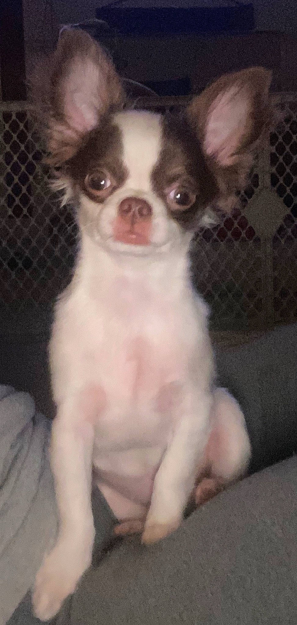 Gizmo joined the competition — help win amazing prizes! ancient_dog_breeds, canidae, carnivore, chihuahua, companion_dog, dog, dog_breed, ear, eye, fawn, mammal, puppy, rare_breed_dog, snout, toy_dog, vertebrate, whiskers