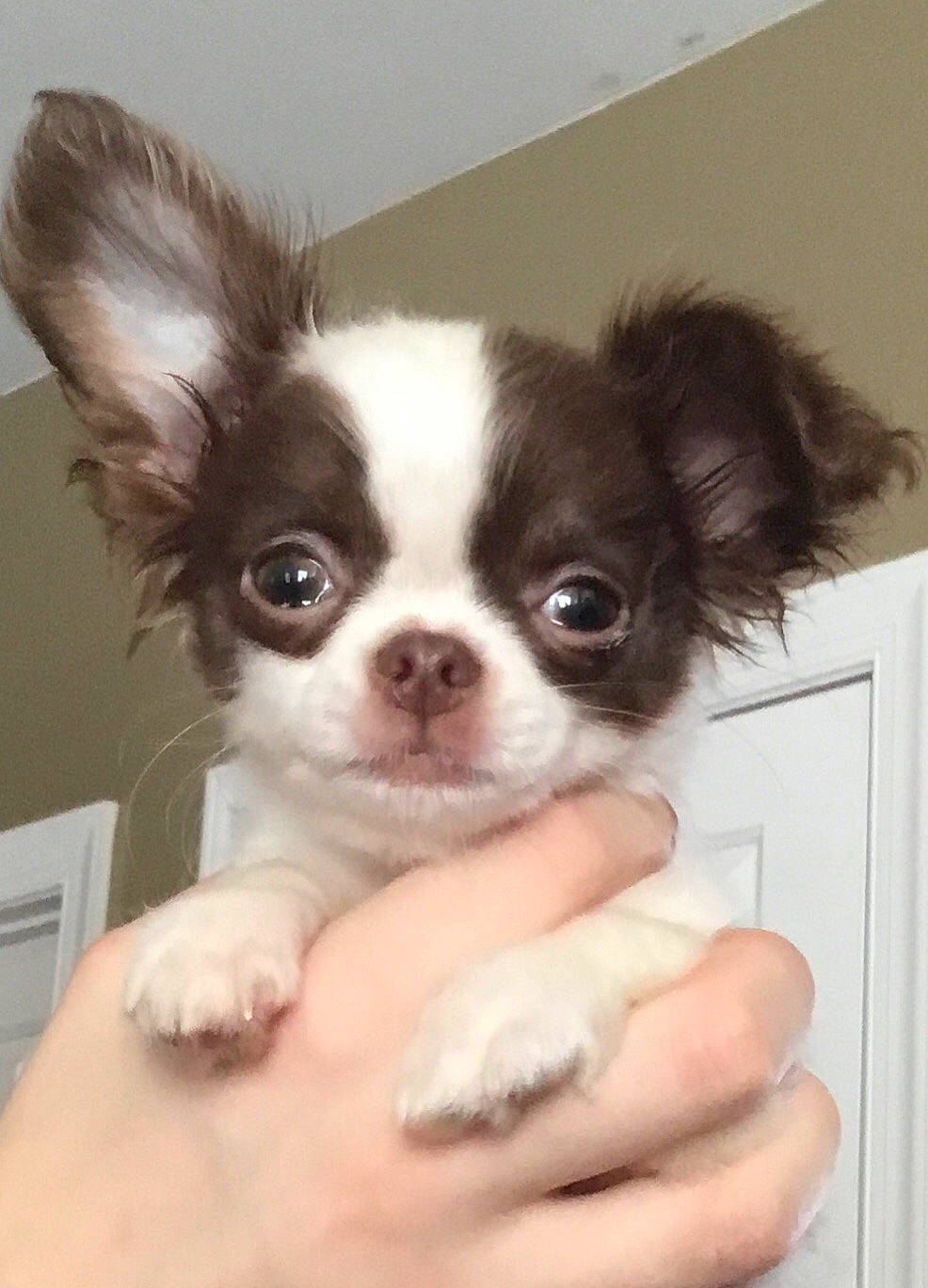 Gizmo is registered to the contest to win money with this photo: canidae, carnivore, companion_dog, dog, dog_breed, ear, fawn, liver, mammal, puppy, puppy_love, rare_breed_dog, snout, sporting_group, toy_dog, vertebrate, whiskers