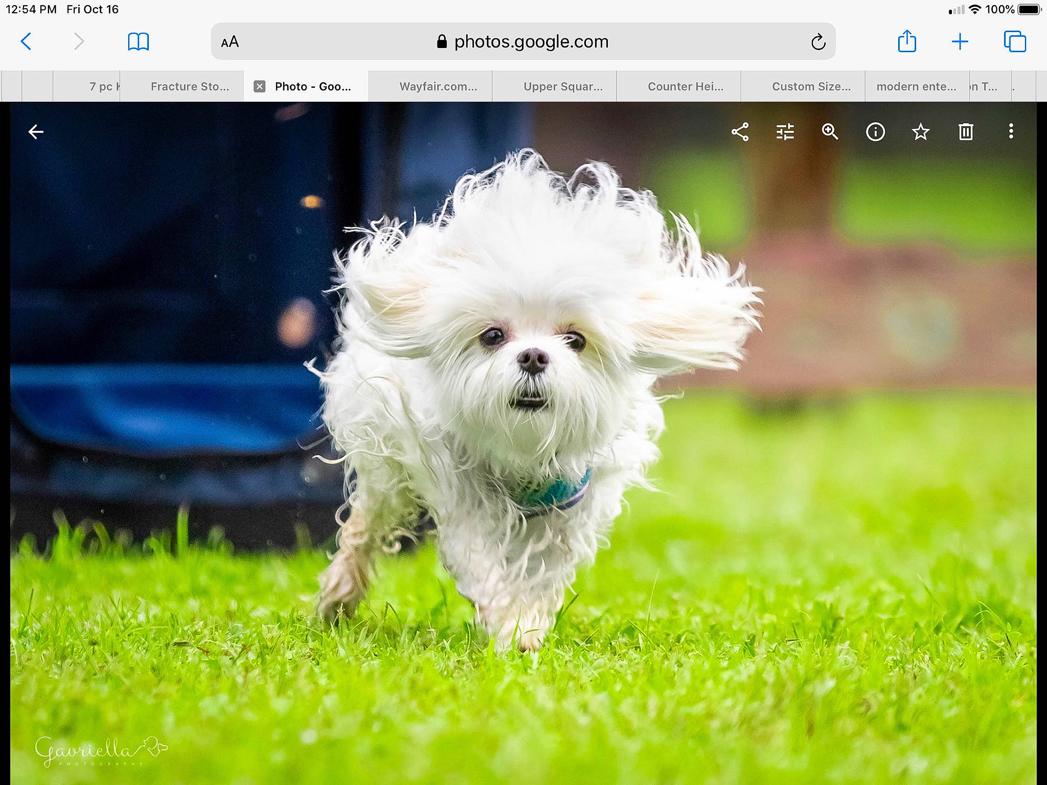 Jack is registered to the contest to win money with this photo: canidae, carnivore, companion_dog, computer, dog, dog_breed, fashion_accessory, font, goggles, grass, happy, nature, plant, screenshot, sky, snout, sporting_group, terrier, toy_dog, working_animal