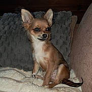 Alfred a rejoint le concours — aidez-le/la à gagner de superbes lots ! animal, blanket, brown, chihuahua, couch, cozy, cute, dog, ears, face, fur, indoor, pet, pillow, sitting, small_dog, tail, white, window, wood
