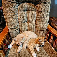 Phantom is registered to the contest to win money with this photo: kitten, cat, feline, pet, animal, chair, furniture, indoor, cute, sleepy, resting, cozy, tabby, orange_cat, white_paws, fur, young, domestic_animal, mammal, companion