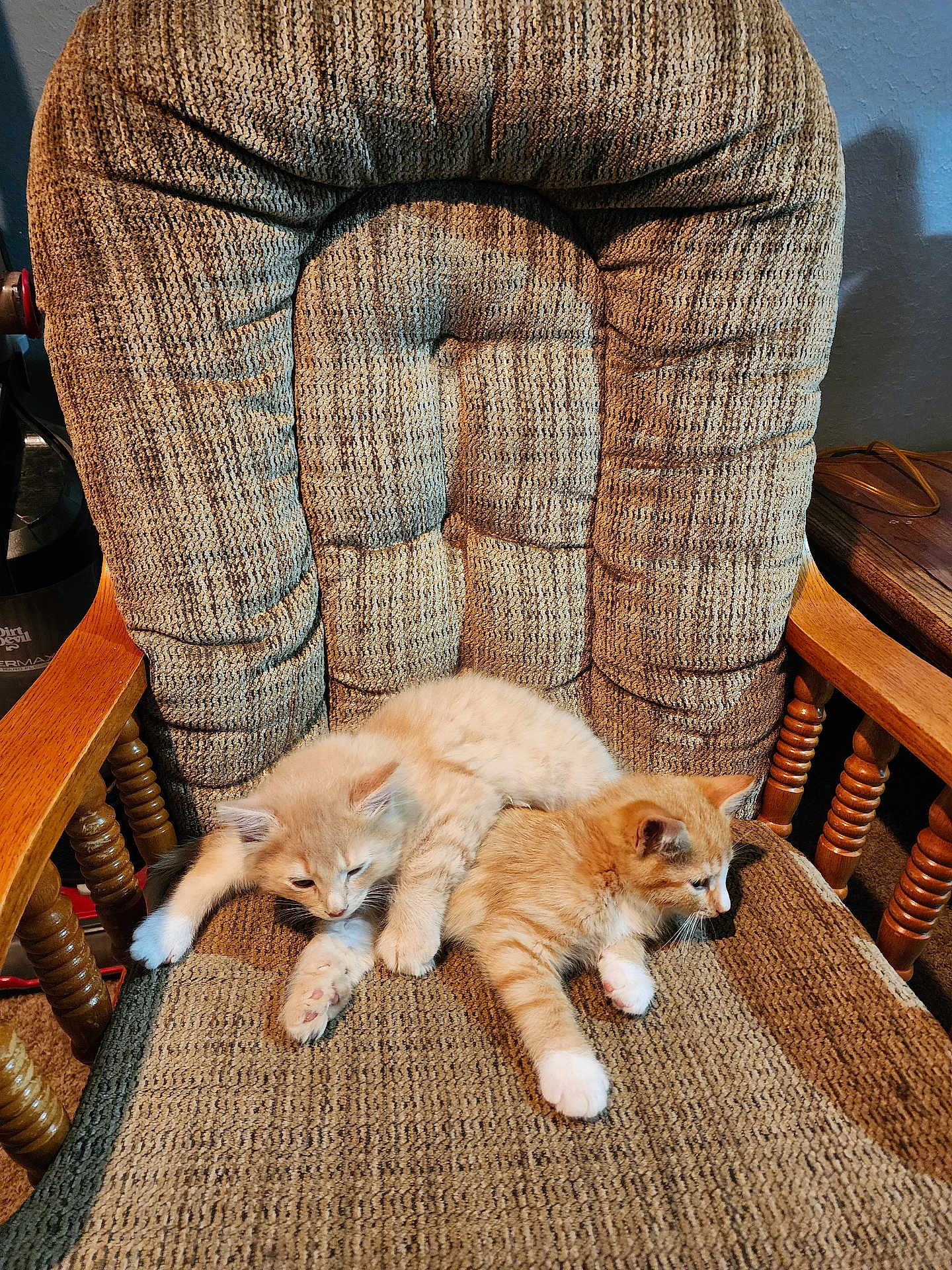 Phantom is registered to the contest to win money with this photo: kitten, cat, feline, pet, animal, chair, furniture, indoor, cute, sleepy, resting, cozy, tabby, orange_cat, white_paws, fur, young, domestic_animal, mammal, companion