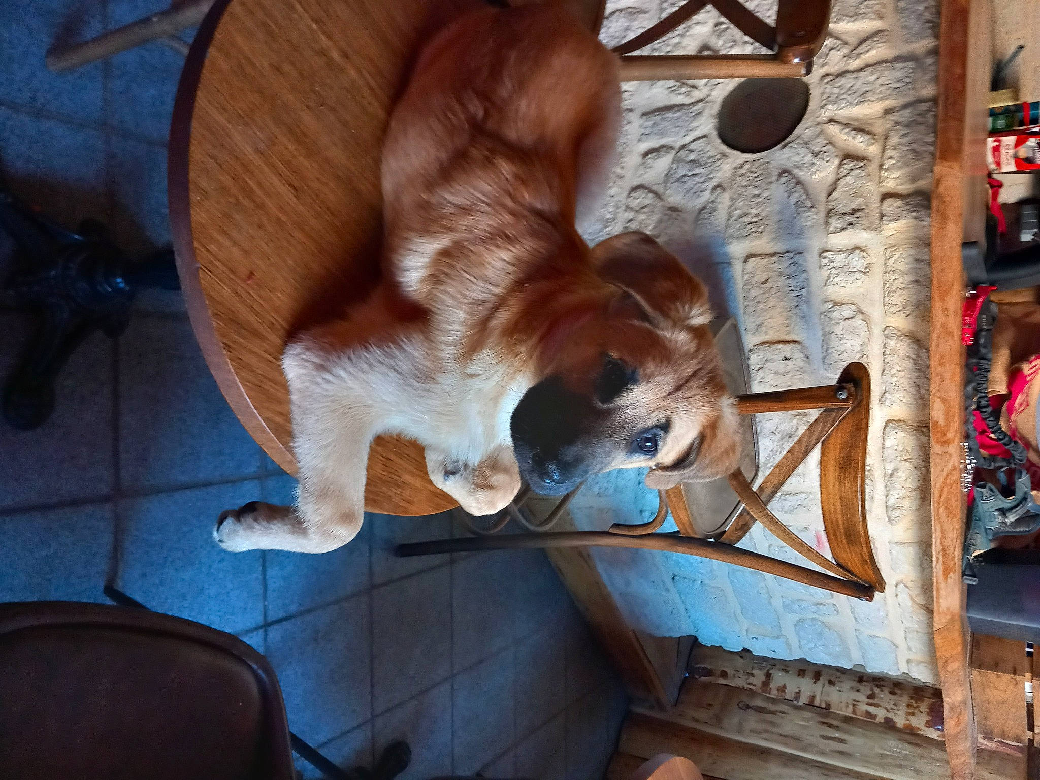 Taïko participe au concours pour gagner de l'argent avec cette photo : art, building, carnivore, chair, companion_dog, dog, dog_breed, dog_supply, fawn, flooring, hardwood, mammal, pet_supply, snout, table, tail, toy_dog, vertebrate, window, wood