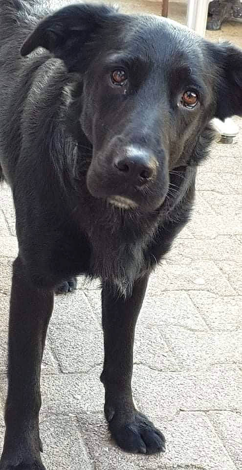 Swing a rejoint le concours — aidez-le/la à gagner de superbes lots ! borador, canidae, carnivore, companion_dog, dog, dog_breed, fur, gun_dog, hunting_dog, liver, monochrome_photography, retriever, shadow, snout, sporting_group, terrestrial_animal, whiskers, working_animal