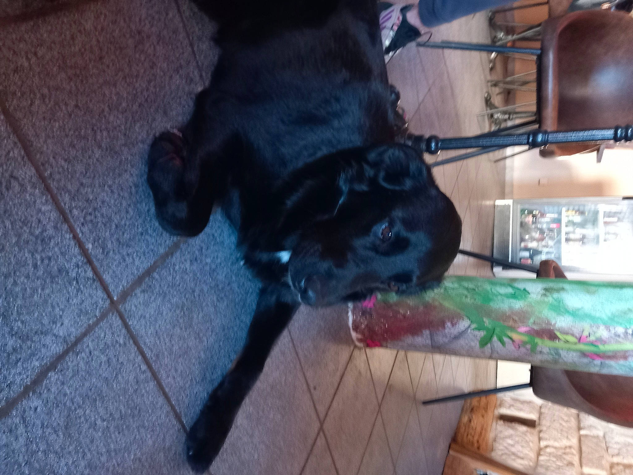 Swing participe au concours pour gagner de l'argent avec cette photo : borador, canidae, carnivore, companion_dog, dog, dog_breed, fawn, flooring, fur, guard_dog, hardwood, non_sporting_group, sporting_group, tail, toy_dog, whiskers, wood, working_animal