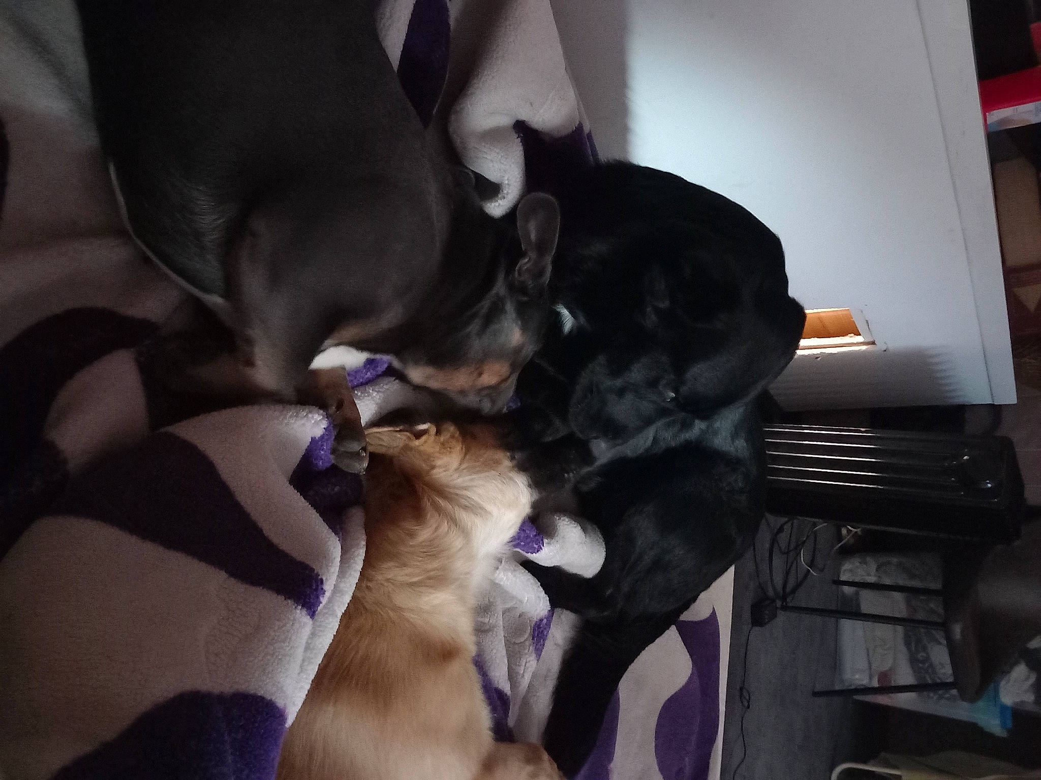 Swing participe au concours pour gagner de l'argent avec cette photo : canidae, carnivore, comfort, companion_dog, dog, dog_breed, fawn, felidae, fur, guard_dog, liver, nap, purple, small_to_medium_sized_cats, snout, sporting_group, tail, toy_dog, whiskers, working_animal