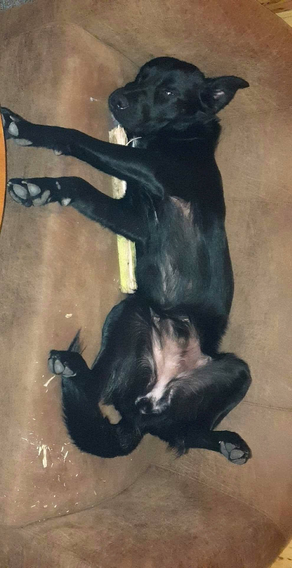 Swing participe au concours pour gagner de l'argent avec cette photo : art, carnivore, companion_dog, dog, dog_breed, drawing, fur, guard_dog, illustration, metal, painting, paw, sculpture, shadow, snout, tail, terrestrial_animal, tints_and_shades, visual_arts, working_animal