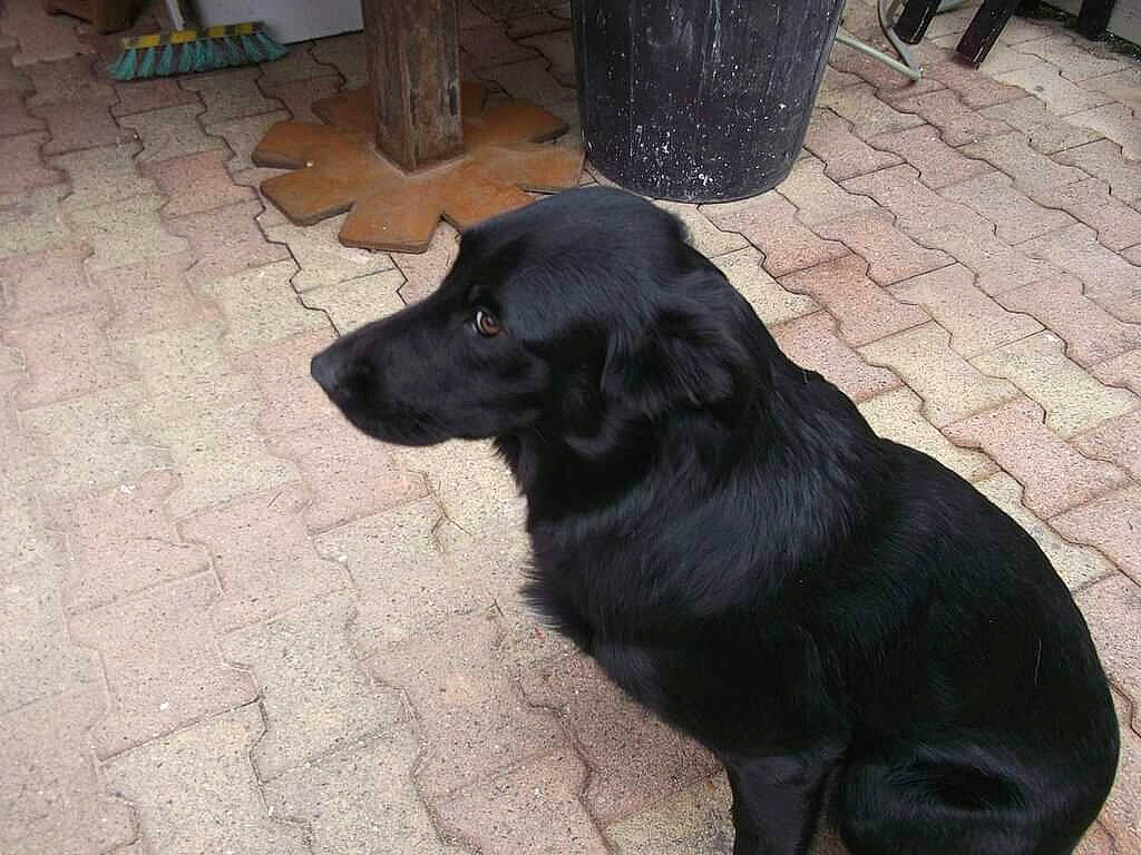 Swing a rejoint le concours — aidez-le/la à gagner de superbes lots ! borador, canidae, carnivore, collar, companion_dog, dog, dog_breed, dog_collar, flooring, fur, gun_dog, hardwood, hunting_dog, liver, shadow, snout, sporting_group, tail, terrestrial_animal, working_animal