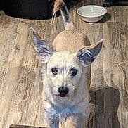 Gizmo is registered to the contest to win money with this photo: dog, pet, animal, curious, ears, floor, wooden_floor, bowl, indoor, household, fur, standing, looking, canine, domestic, mammal, companion, cute, waiting, scruffy