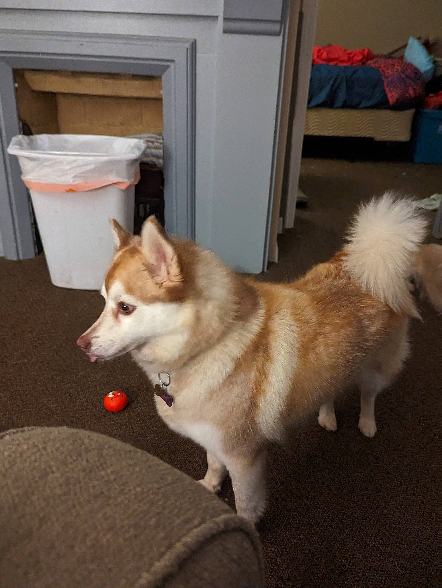 Lucky is registered to the contest to win money with this photo: ancient_dog_breeds, canidae, carnivore, collar, companion_dog, dog, dog_breed, door, fawn, fur, german_spitz, german_spitz_mittel, non_sporting_group, snout, spitz, sporting_group, tail, waste_container, working_animal, working_dog