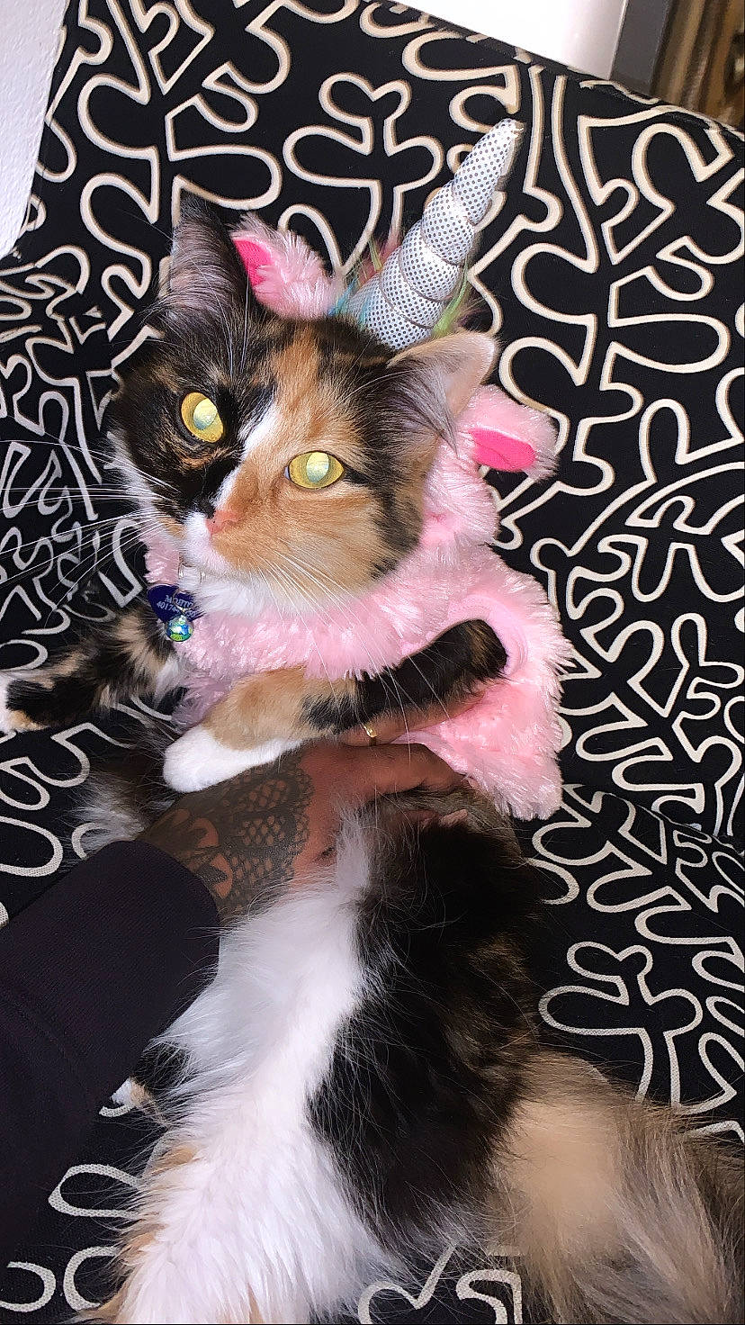 Mojito joined the competition — help win amazing prizes! art, carnivore, cat, fashion_accessory, fawn, felidae, font, fur, graphics, illustration, magenta, pattern, paw, photo_caption, pink, small_to_medium_sized_cats, tail, textile, visual_arts, whiskers