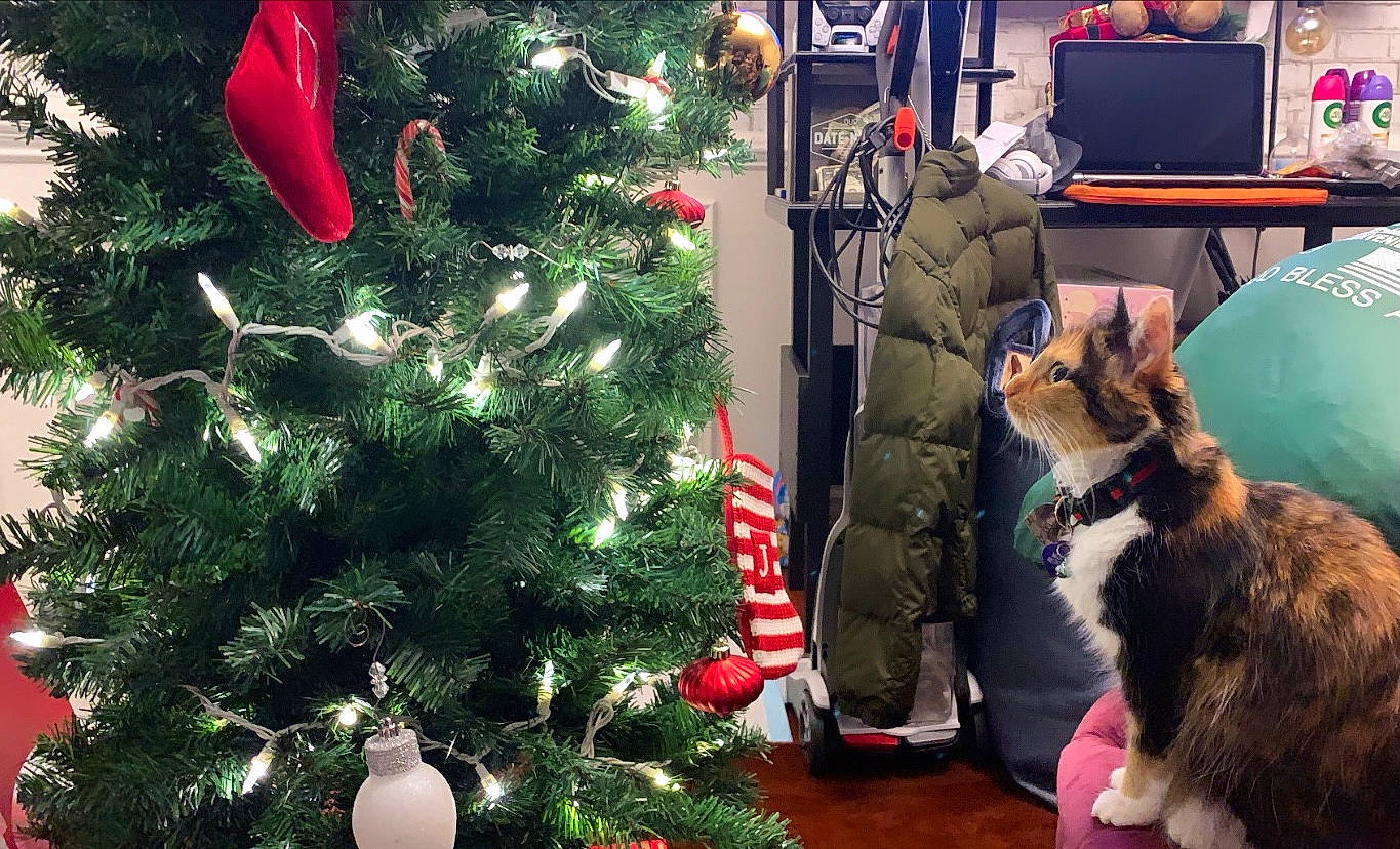 Mojito is registered to the contest to win money with this photo: carnivore, cat, christmas, christmas_decoration, christmas_eve, christmas_ornament, christmas_tree, event, evergreen, fawn, felidae, holiday, holiday_ornament, light, ornament, plant, small_to_medium_sized_cats, whiskers, winter, woody_plant