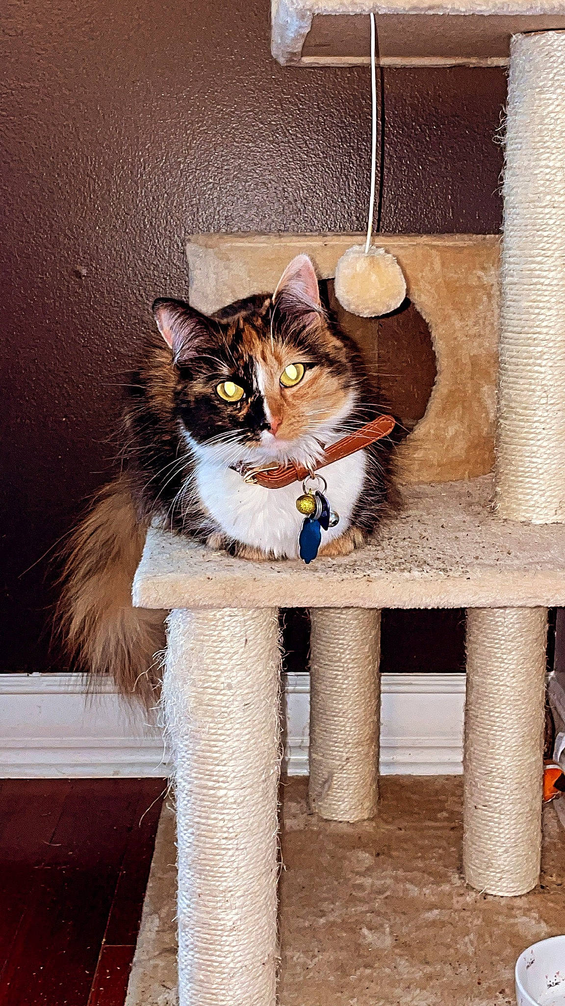 Mojito joined the competition — help win amazing prizes! bench, box, cardboard, carnivore, cat, cat_supply, domestic_short_haired_cat, door, fawn, felidae, fur, paw, sitting, small_to_medium_sized_cats, snout, tail, whiskers, window, winter, wood