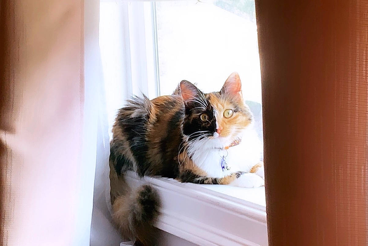 Mojito joined the competition — help win amazing prizes! box, carnivore, cat, comfort, curtain, domestic_short_haired_cat, door, fawn, felidae, fur, room, sitting, small_to_medium_sized_cats, snout, tail, tints_and_shades, tree, whiskers, window, wood