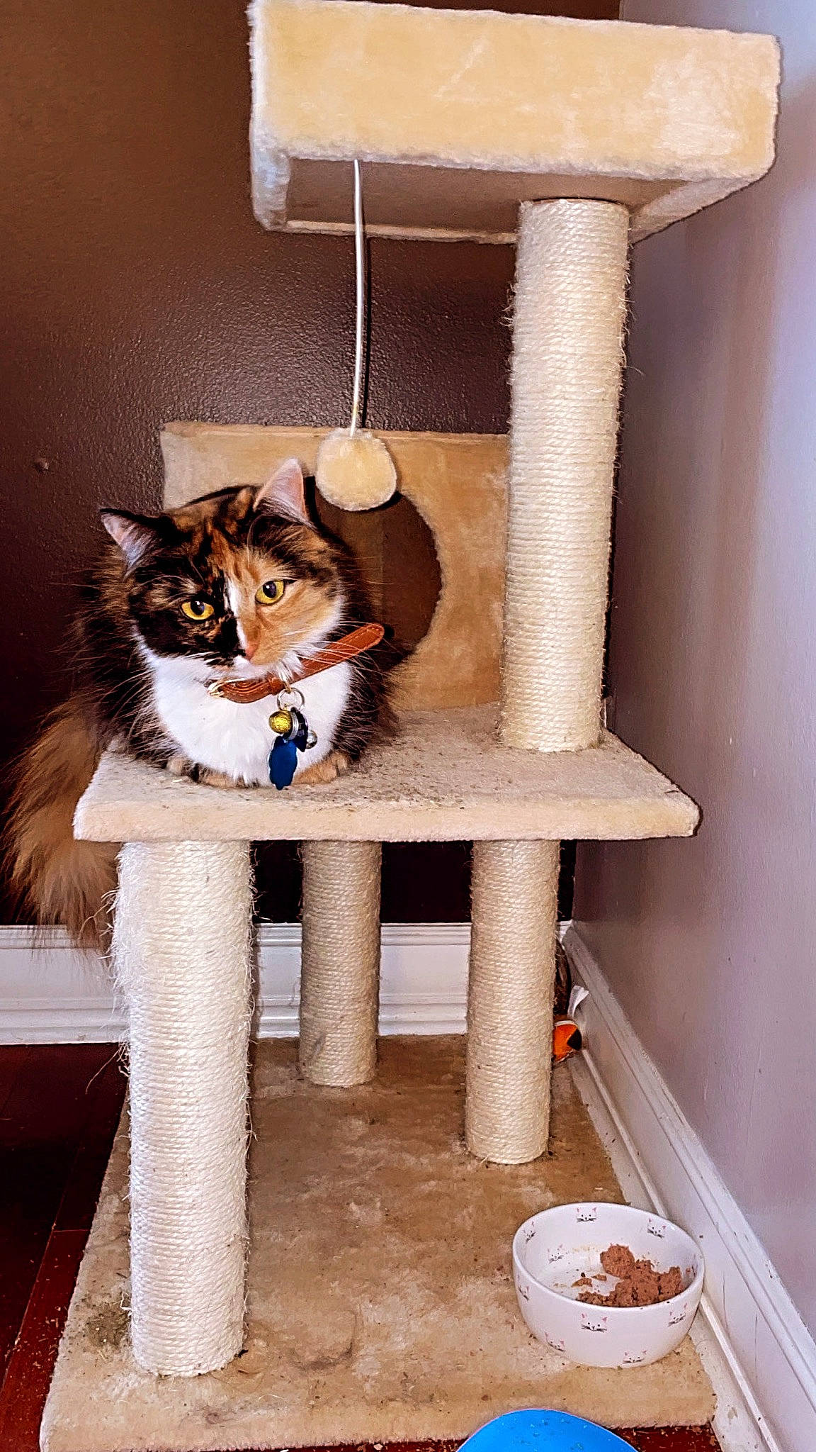 Mojito is registered to the contest to win money with this photo: carnivore, cat, cat_supply, chair, domestic_short_haired_cat, fawn, felidae, fur, headgear, pet_supply, room, shelf, shelving, small_to_medium_sized_cats, table, tail, textile, whiskers, white, wood