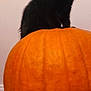 Sumi joined the competition — help win amazing prizes! black_cat, kitten, pumpkin, orange, fall, autumn, indoor, animal, pet, cute, curious, feline, fur, small, domestic_animal, sitting, background_wall, cozy, pattern, closeup