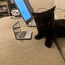 Sumi is registered to the contest to win money with this photo: kitten, black_cat, toy_laptop, real_laptop, couch, beige, indoor, technology, pet, curious, computer, table, home, cozy, feline, small_object, electronics, relaxing, device, office