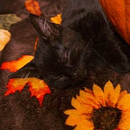 Sumi is registered to the contest to win money with this photo: black_cat, kitten, sleeping, blanket, sunflower, autumn_leaves, cozy, indoor, pet, fur, cute, resting, animal, soft_texture, fall, warm_colors, relaxation, closeup, domestic_cat, comfort