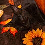 black_cat, kitten, sleeping, blanket, sunflower, autumn_leaves, cozy, indoor, pet, fur, cute, resting, animal, soft_texture, fall, warm_colors, relaxation, closeup, domestic_cat, comfort
