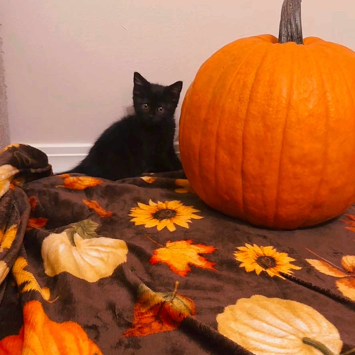 Sumi is registered to the contest to win money with this photo: animal, autumn_theme, black_cat, blanket, cozy, cute, decor, fall, home, indoor, kitten, leaf_pattern, orange, pet, pumpkin, quiet, small_animal, soft_texture, still_life, wall