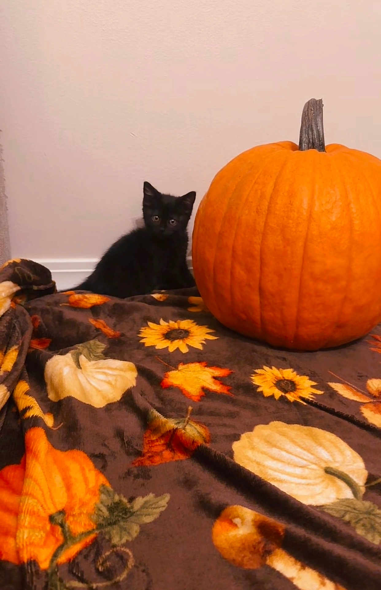Sumi is registered to the contest to win money with this photo: kitten, black_cat, pumpkin, blanket, autumn_theme, fall, orange, indoor, wall, pet, cute, small_animal, decor, cozy, leaf_pattern, soft_texture, animal, still_life, home, quiet