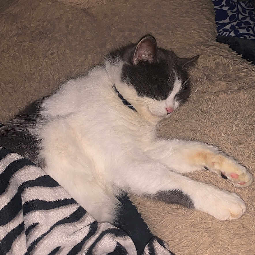 Pépére participe au concours pour gagner de l'argent avec cette photo : abyssinian, animal, blanket, cat, couch, cushion, face, furniture, head, homedecor, indoors, kitten, linen, manx, person, pet, quilt, siamese, sleeping, zebra