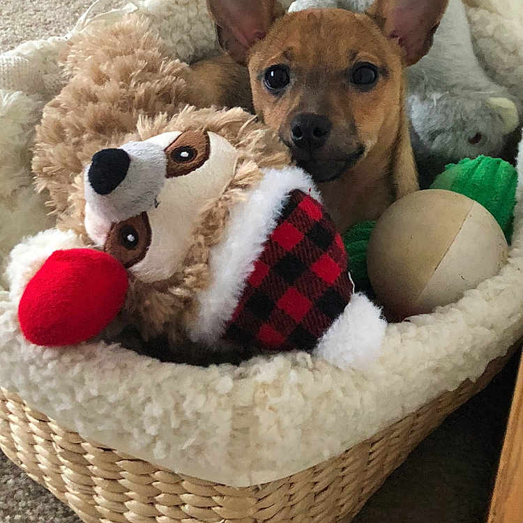 Reggie