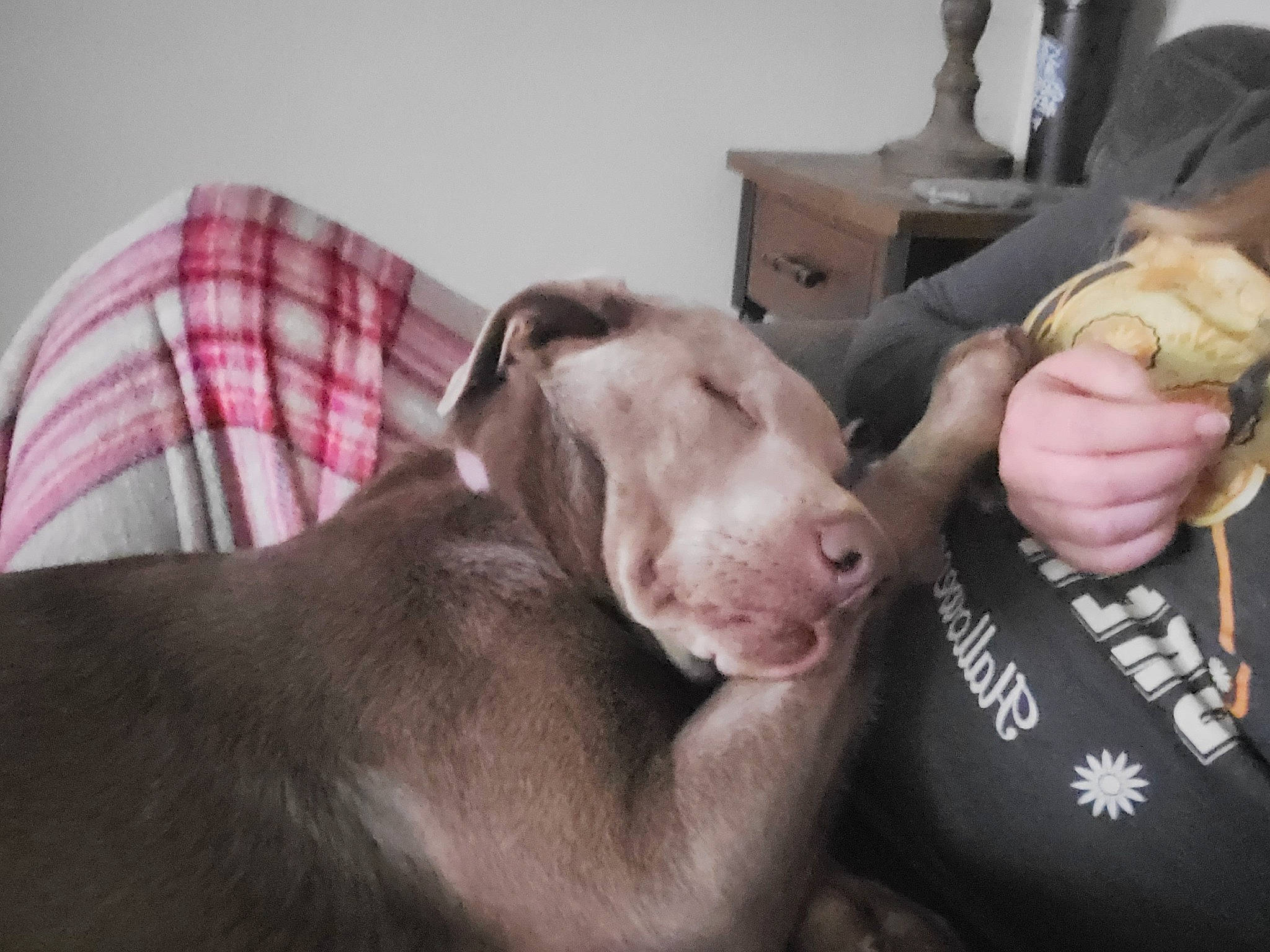 London joined the competition — help win amazing prizes! carnivore, comfort, companion_dog, dog, dog_breed, ear, fawn, flesh, fur, gesture, liver, plaid, snout, sporting_group, tartan, whiskers, working_animal, wrinkle, wrist