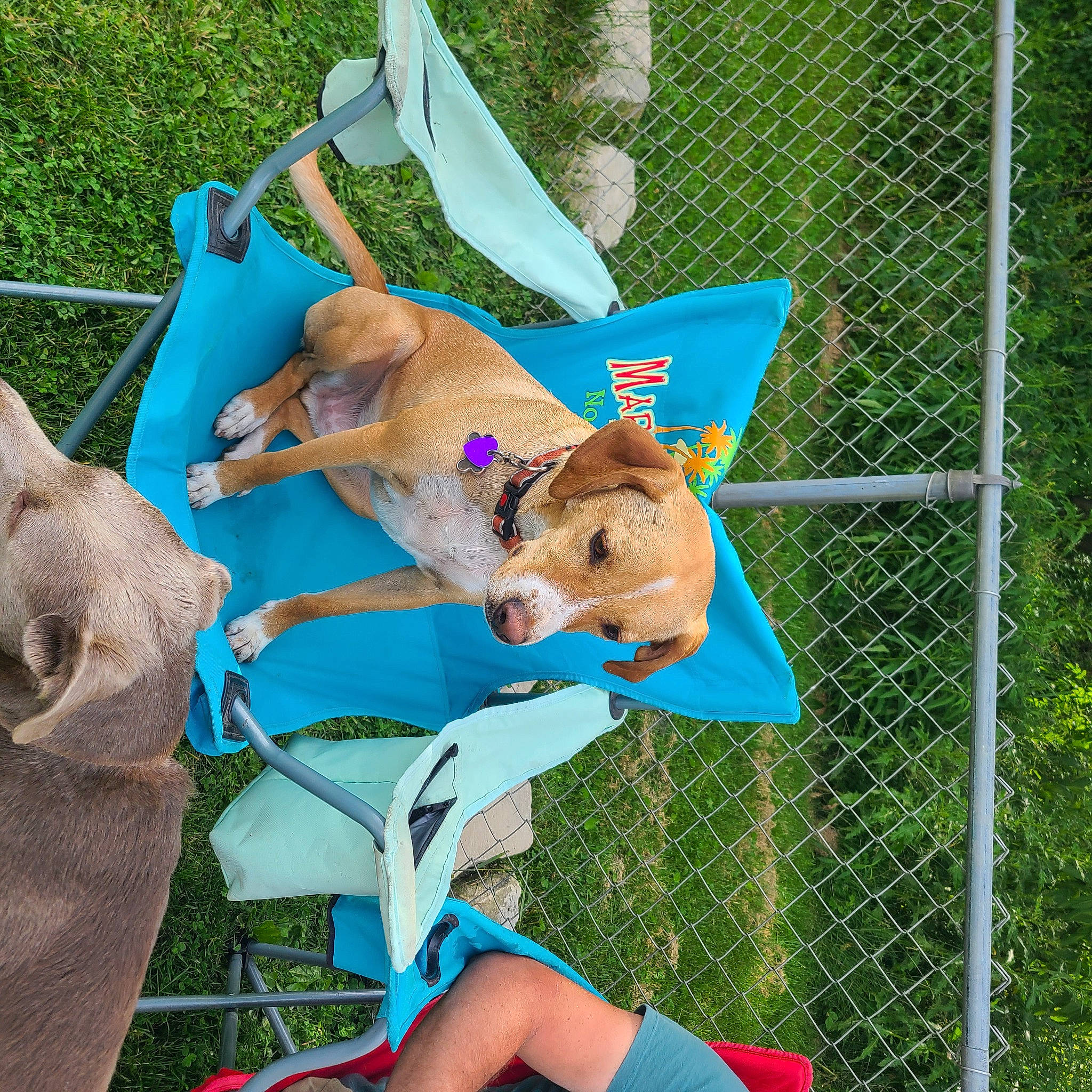 Porter joined the competition — help win amazing prizes! ball, canidae, chain_link_fencing, companion_dog, dog, dog_breed, dog_supply, fawn, fence, fun, grass, hat, leisure, mesh, recreation, sporting_group, stuffed_toy, summer, toy_dog, wire_fencing