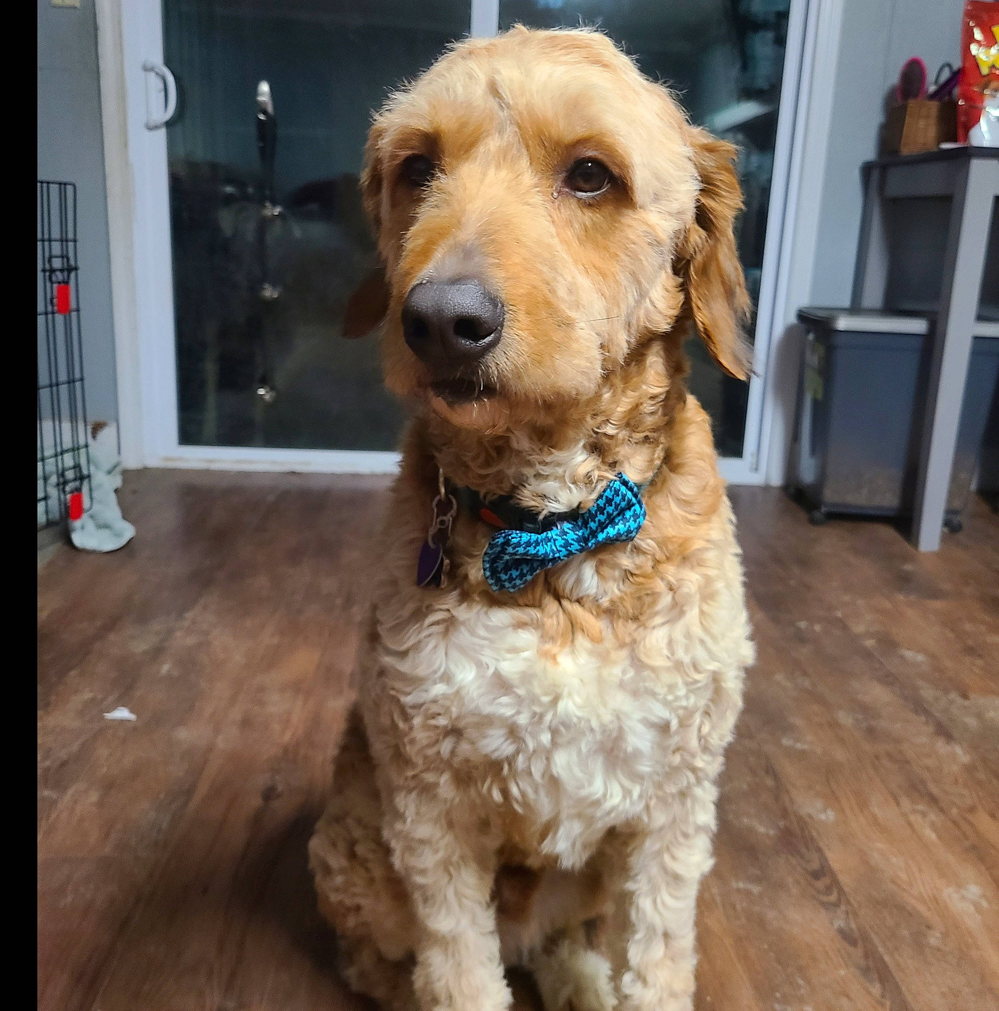 Theodore joined the competition — help win amazing prizes! canidae, carnivore, collar, companion_dog, dog, dog_breed, dog_collar, dog_supply, door, fawn, flooring, fur, hardwood, liver, pet_supply, plank, snout, sporting_group, wood, working_animal