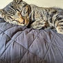 cat, tabby, sleeping, pet, animal, feline, fur, whiskers, paw, cozy, quilted_blanket, indoor, resting, closeup, cute, domestic_animal, peaceful, relaxation, soft_light, texture