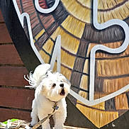 Coco joined the competition — help win amazing prizes! dog, white_dog, bench, leash, outdoor, sunlight, mural, colorful_background, wood, pet, small_dog, furry, barking, animal, daylight, texture, playful, park, cute, standing