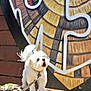 dog, white_dog, bench, leash, outdoor, sunlight, mural, colorful_background, wood, pet, small_dog, furry, barking, animal, daylight, texture, playful, park, cute, standing